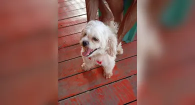 Imagem ilustrativa da notícia: DOL Ajuda! Cachorro perdido "procura" tutor no Tapanã
