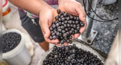 Imagem ilustrativa da notícia: Açaí pode virar item de luxo nos EUA com nova tarifa de Trump