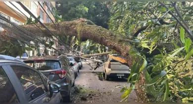 Imagem ilustrativa da notícia: Energia volta a bairro de Belém 12 horas após queda de árvore
