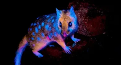 Imagem ilustrativa da notícia: Animal que brilha no escuro é fotografado pela primeira vez pela ciência