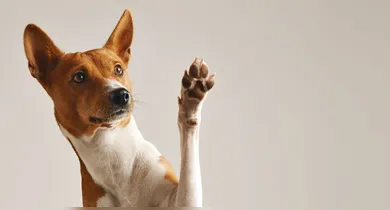 Imagem ilustrativa da notícia: Saiba como ativar o "modo cachorro" no WhatsApp