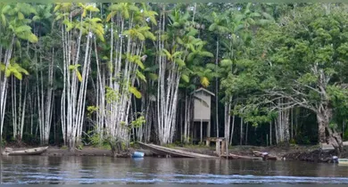Imagem ilustrativa da notícia: Seis homens são mortos em zona de garimpo entre Pará e Amapá