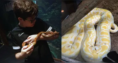Imagem ilustrativa da notícia: Gosta de répteis? Exposição permite contato direto com os animais em Ananindeua