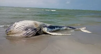 Imagem ilustrativa da notícia: O que acontece com baleias que morrem nas praias?