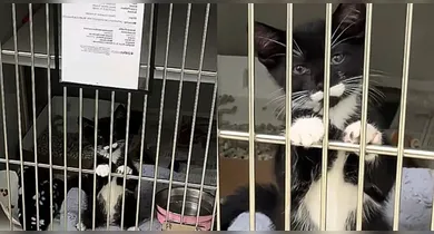 Imagem ilustrativa da notícia: VÍDEO: Gato frajolinha coloca as patinhas em grade e pede para ser adotado