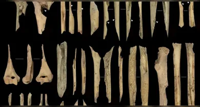 Imagem ilustrativa da notícia: Vestígios de canibalismo de 5.600 anos são achados na Espanha