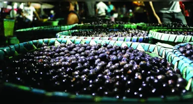Imagem ilustrativa da notícia: Açaí paraense pode ter queda de exportações com Tarifaço de Trump