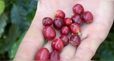 Imagem ilustrativa da notícia: China autoriza exportação de café de 183 novas empresas brasileiras