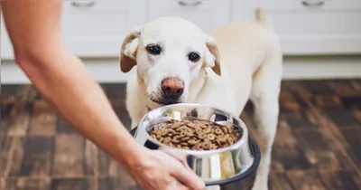 A hora de trocar a ração do cachorro é muito importante, afinal a ração é fundamental para a saúde