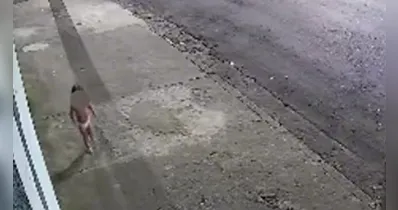 Vídeo mostra criança vagando pela rua durante a madrugada do último domingo (3).