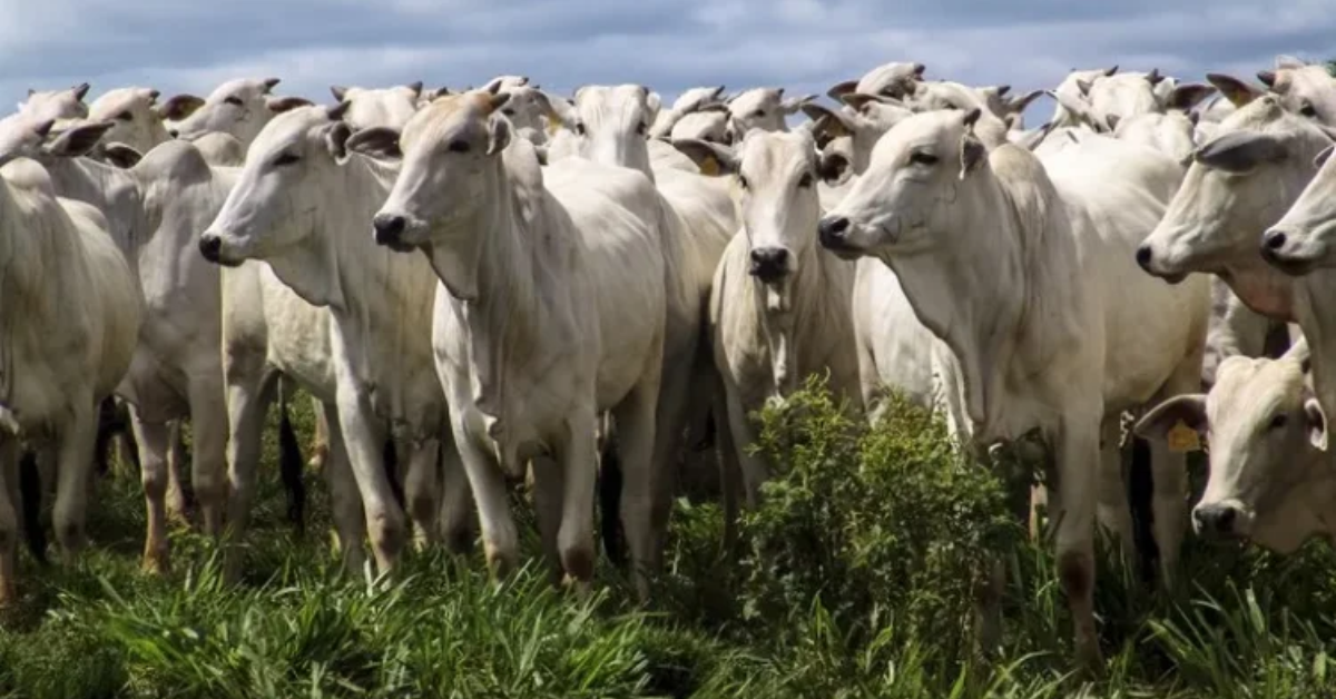 O município tem o maior rebanho bovino do país.