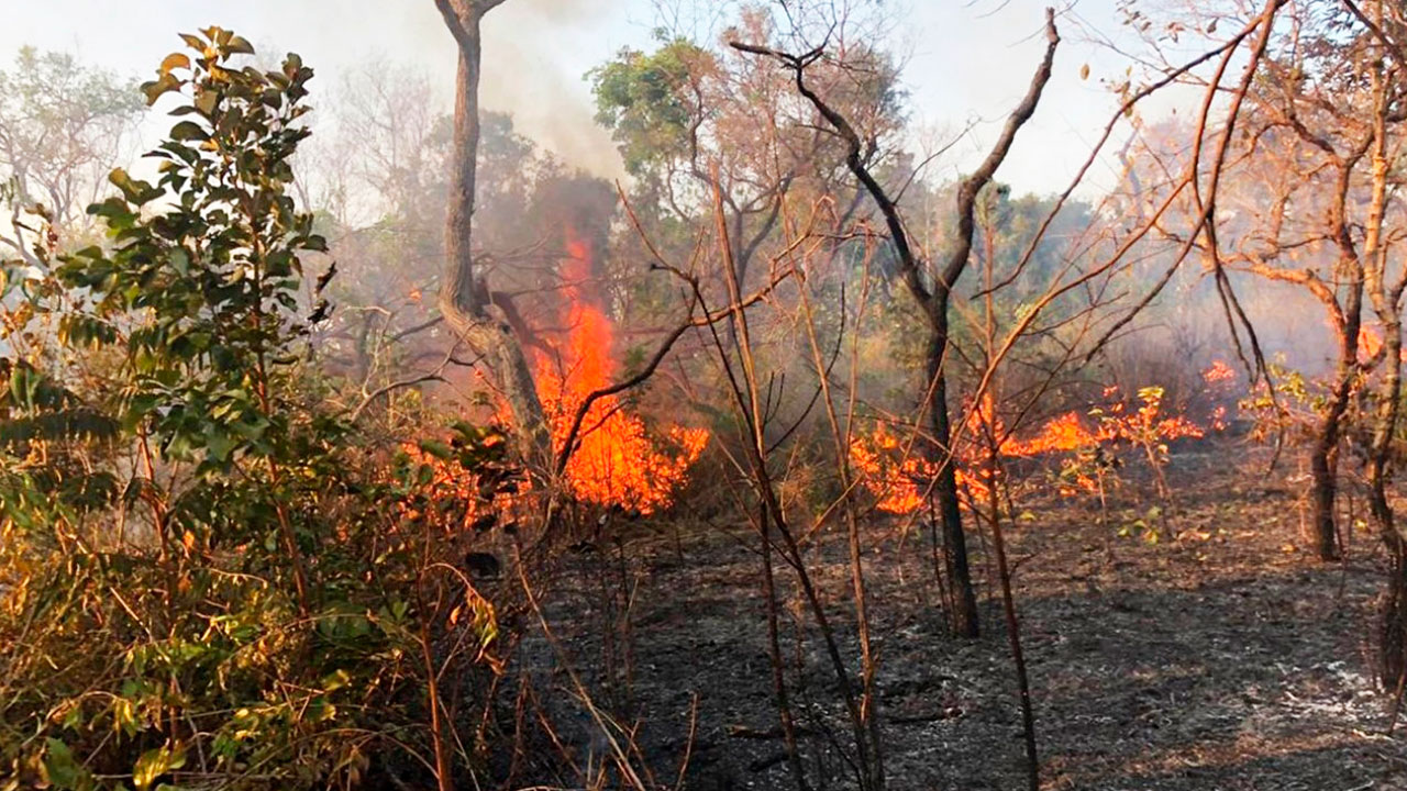 A combinação de altas temperaturas, tempo seco e ações humanas imprudentes aumenta significativamente o risco de incêndios