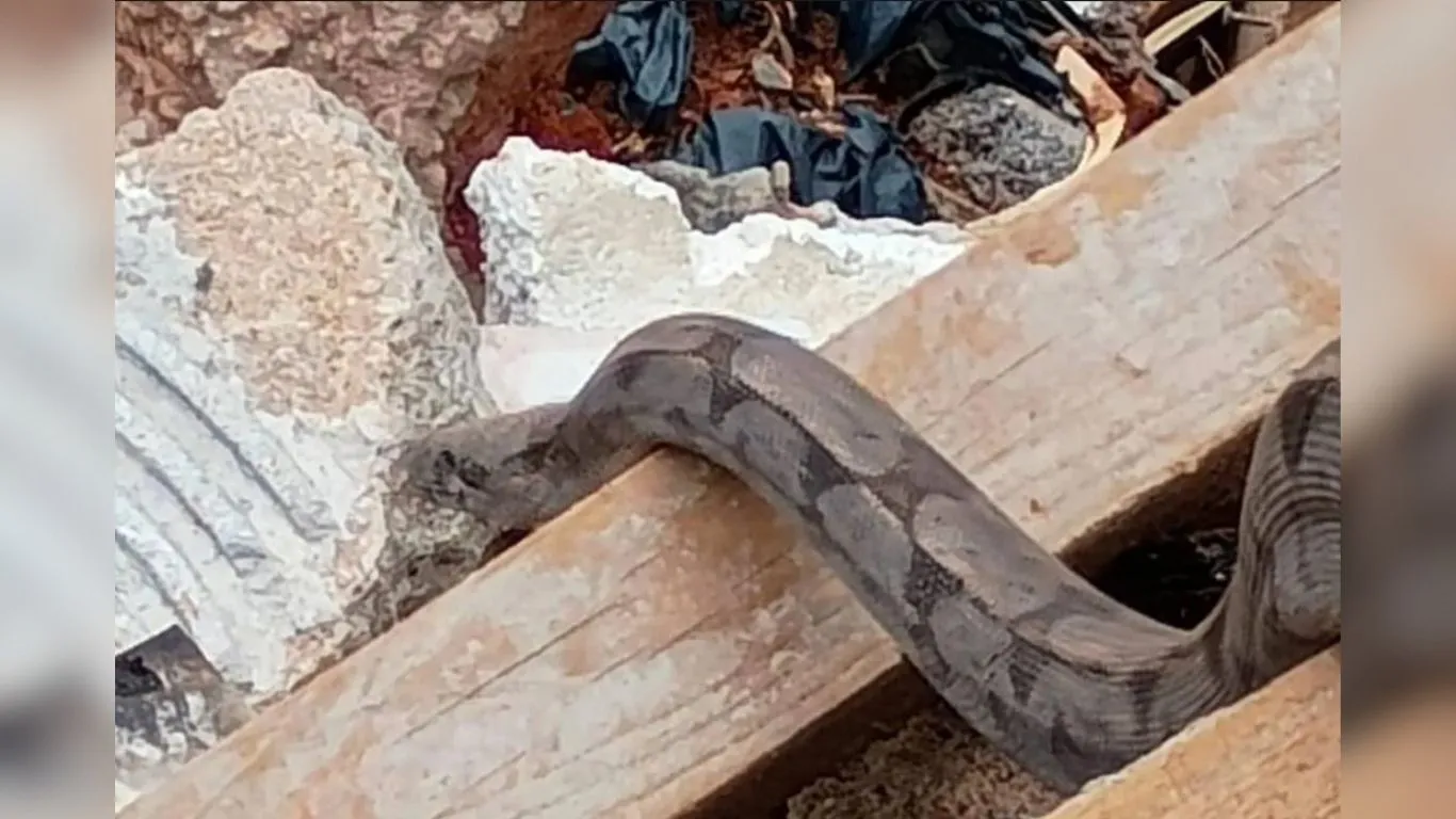 Imagem ilustrativa da notícia: Vídeo: cobra é encontrada em entulho durante limpeza de terreno