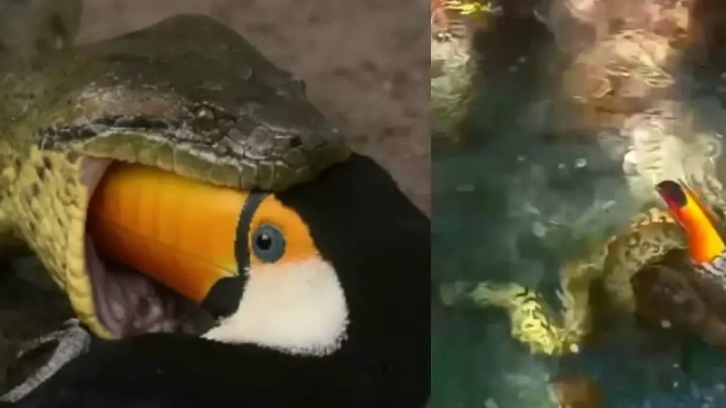 Imagem ilustrativa da notícia: Sucuri  devora tucano pelo bico e turistas registram a cena