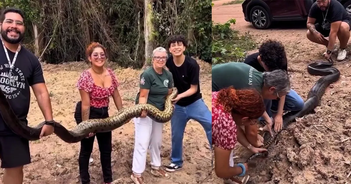 Imagem ilustrativa da notícia: VÍDEO: Sucuri grávida de 4,5 metros é resgatada em campus da UFPA