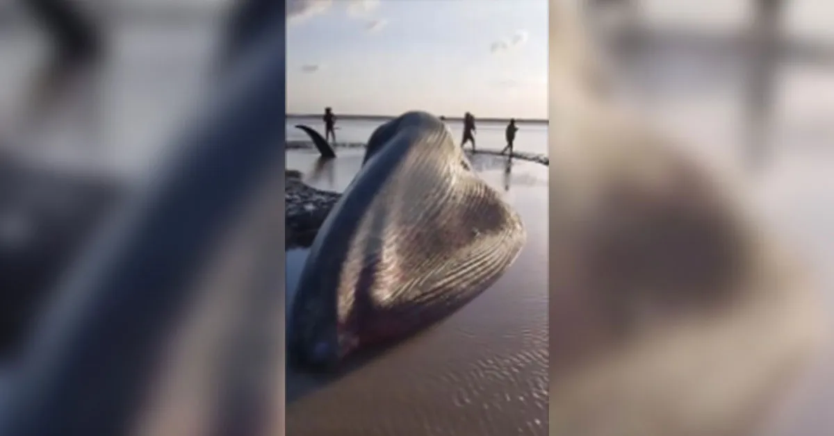 Imagem ilustrativa da notícia: VÍDEO: baleia gigante é encontrada morta no Marajó