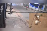 Ataques a gatos em Canaã dos Carajás preocupam moradores e levantam suspeitas de maus-tratos recorrentes
