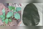 De acordo com os socorristas, a família havia se mudado recentemente para o local e acreditava que a planta era couve comum