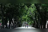 Quedas de galhos e árvores, como mangueiras, representam risco constante para pedestres, veículos e residências em Belém.