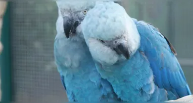 Imagem ilustrativa da notícia: Onze ararinhas-azuis recapturadas morrem com vírus letal na Bahia