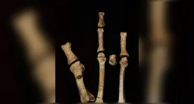 Imagem ilustrativa da notícia: Pé ancestral intriga ciência e revela parente de Lucy