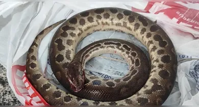 Imagem ilustrativa da notícia: Homem morde sucuri depois de ser atacado; réptil morreu