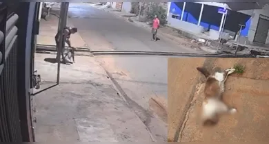 Imagem ilustrativa da notícia: Vídeo: suspeitos soltam pit bull para atacar gatos
