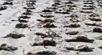 Imagem ilustrativa da notícia: Mais de 700 pinguins são encontrados mortos no litoral de SP