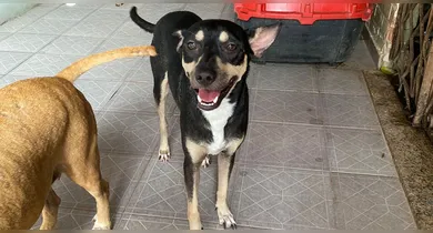 Imagem ilustrativa da notícia: Ajude a encontrar o cãozinho Antônio! Abrigos oferecem recompensa
