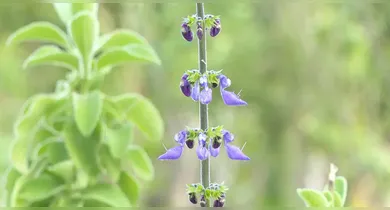 Imagem ilustrativa da notícia: Conheça plantas que afastam a tristeza e estimulam alegria no ambiente