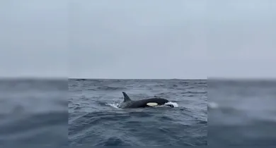 Imagem ilustrativa da notícia: Em raro registro, orcas são flagradas por oceanógrafo no Rio