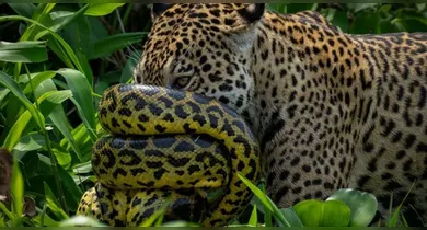 Imagem ilustrativa da notícia: Sucuri enfrenta onça em duelo impressionante no Pantanal