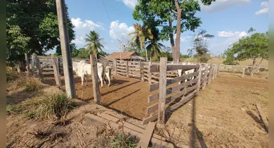 Imagem ilustrativa da notícia: PM recupera 67 cabeças de gado furtadas em fazenda no Pará