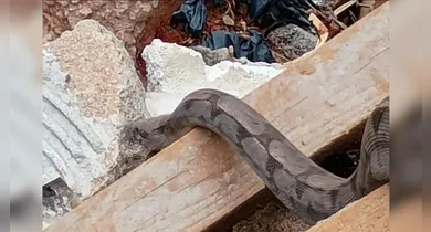 Imagem ilustrativa da notícia: Vídeo: cobra é encontrada em entulho durante limpeza de terreno