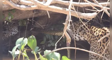 Imagem ilustrativa da notícia: Vídeo: “Cabo de guerra” entre onças e sucuri impressiona no Pantanal