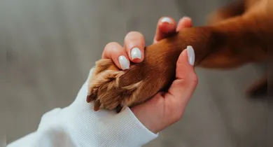 Imagem ilustrativa da notícia: Dia Mundial do Cachorro alerta sobre cuidados essenciais
