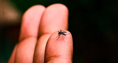 Imagem ilustrativa da notícia: Ambientes domésticos são 90% dos focos de dengue em cidade do PA