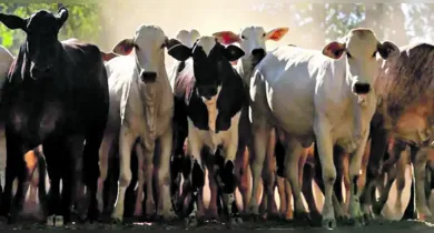 Imagem ilustrativa da notícia: Pará é o maior exportador do Brasil de gado bovino em pé
