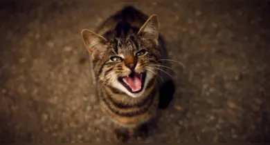 Imagem ilustrativa da notícia: Miados de gato: o que eles realmente querem dizer? Entenda!