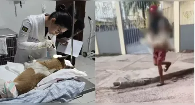 Imagem ilustrativa da notícia: Cães atacados com pedrada e tiro passam por perícia