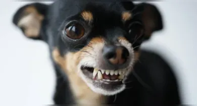 Imagem ilustrativa da notícia: Saiba por que cachorros pequenos vivem sob estresse