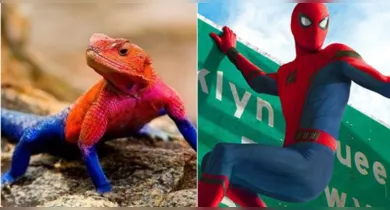 Imagem ilustrativa da notícia: Lagarto-aranha: a espécie de lagarto que usa “roupa” de herói