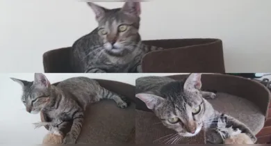 Imagem ilustrativa da notícia: Tutores buscam por gata desaparecida na Cidade Nova