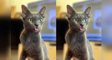 Imagem ilustrativa da notícia: Gata com mutação rara conquista a web e inspira adoções