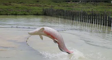 Imagem ilustrativa da notícia: IA revoluciona técnicas de reprodução do pirarucu em estudo pioneiro