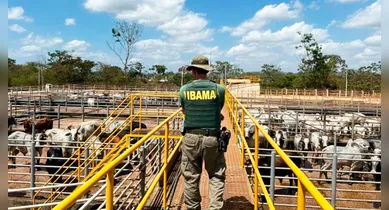Imagem ilustrativa da notícia: Ibama apreende mais de 7 mil cabeças de gado ilegal