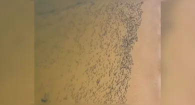 Imagem ilustrativa da notícia: Vídeo registra cardume de peixes no rio Araguaia, em Goiás