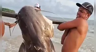 Imagem ilustrativa da notícia: Marajó registra captura de filhote de piraíba do tamanho de um homem