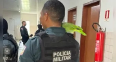 Imagem ilustrativa da notícia: Papagaio resgatado imita sirene e fala “bom dia, comandante”