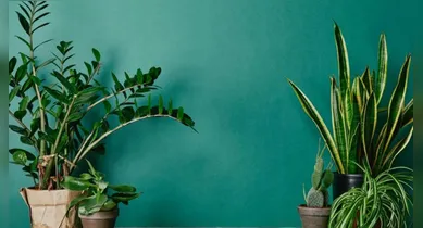 Imagem ilustrativa da notícia: Conheça a mistura de água e leite para deixar suas plantas mais verdes